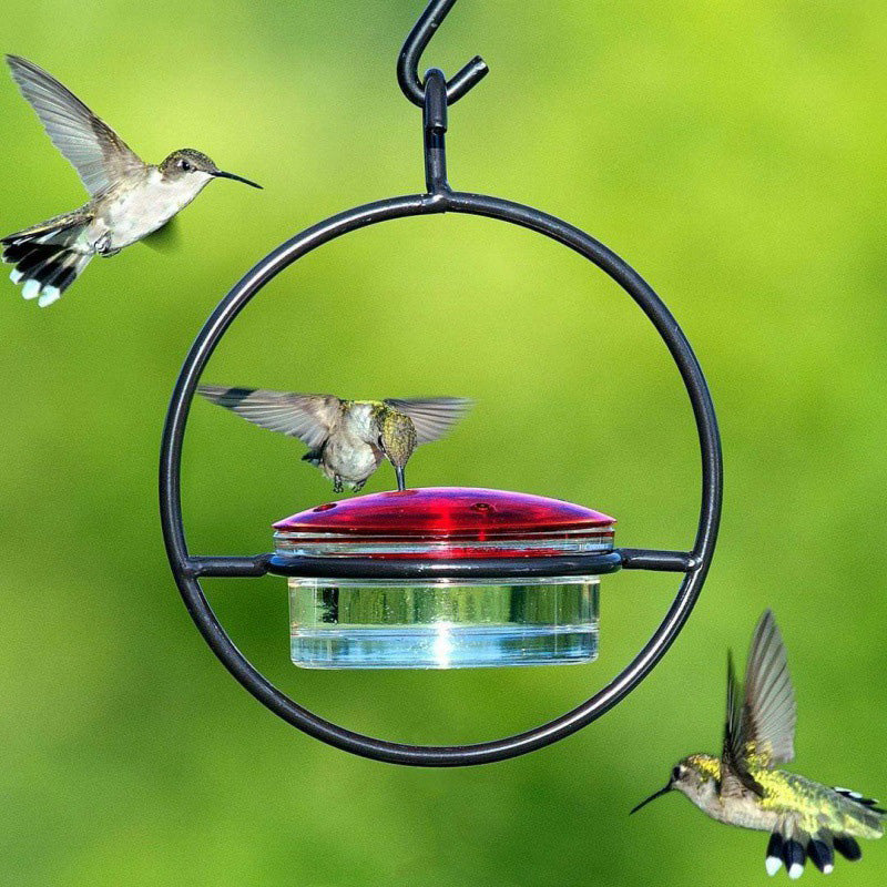 🔥 50% DE DESCONTO – Alimentador Suspenso para Beija-flores em Metal | Design decorativo, resistente à ferrugem & fácil de encher