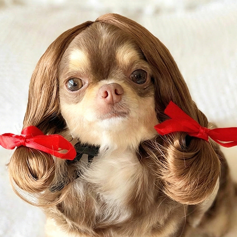 🎭 50% DE DESCONTO – Conjunto de Peruca Divertida para Pets | Último dia de oferta – apenas £9.99! Hilário, fácil de colocar & ideal para fotos 🐱✨